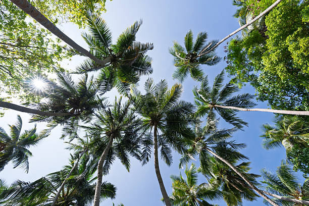 istock Sun shining through palm trees in the Maldives 2213552465