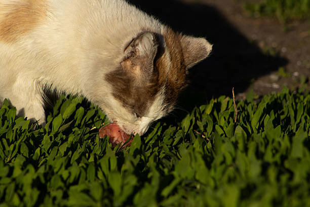 Tabby stray cat is feeding in front of street butcher's shop.