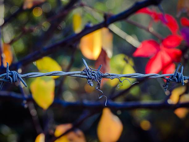 Close-up of barbed wire against a colorful blurred background of autumn leaves, showcasing contrast and texture.