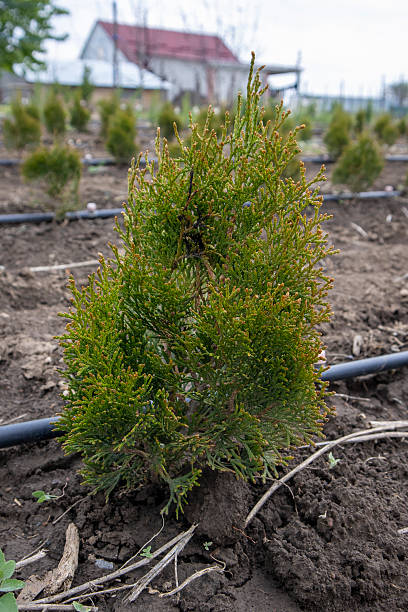 istock Young thuja occidentalis growing in plant nursery with drip irrigation system 2213555096