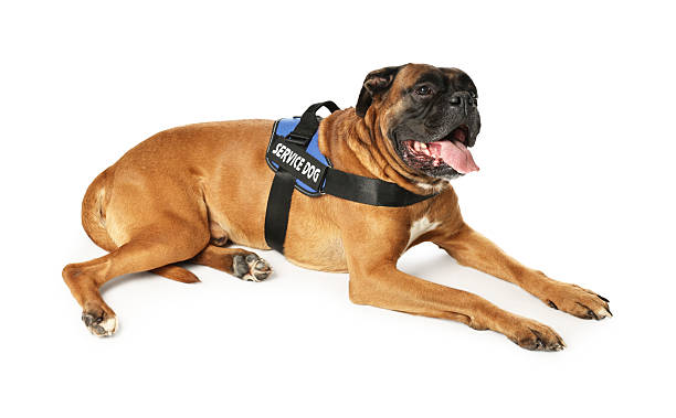 istock Cute service dog in vest on white background 2213556535