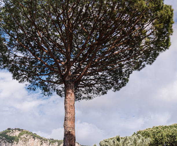 A large pine tree in southern Italy, thick trunk and branches decorated with many lights, view from below against the sky.