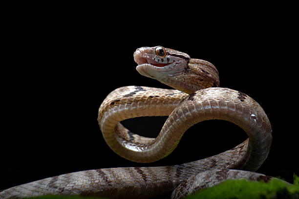 istock Dogtooth snake in defensive position 2213559165