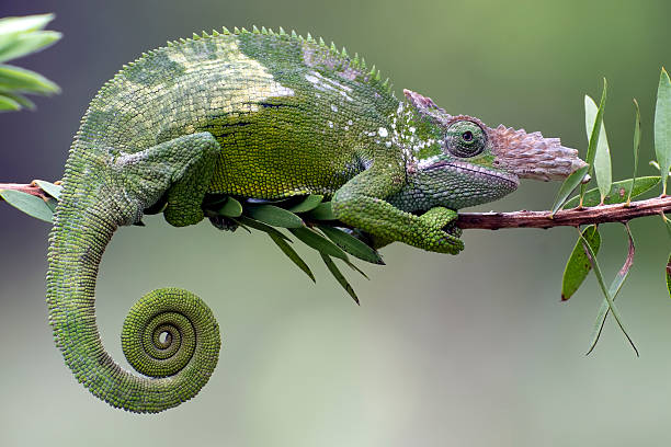 istock Female fischer chameleon hanging on a tree branch 2213559191