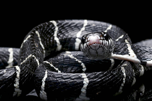 istock The mangrove snake on a black background 2213559214