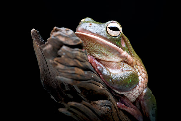 The Australian green tree frog (barkRanoidea caerulea) on the tree