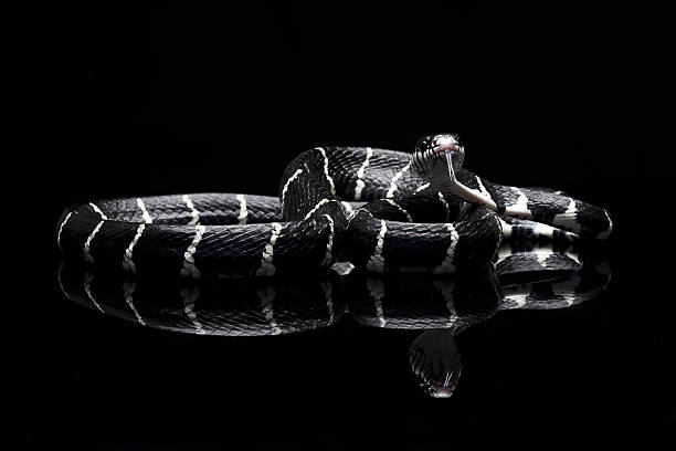 istock The mangrove snake on a black background 2213559225