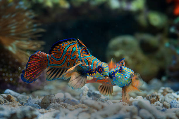 istock Marine fishes with beautiful corals 2213559259