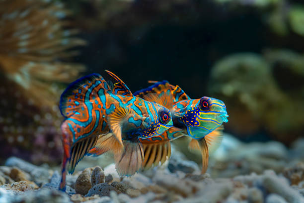 istock Marine fishes with beautiful corals 2213559264