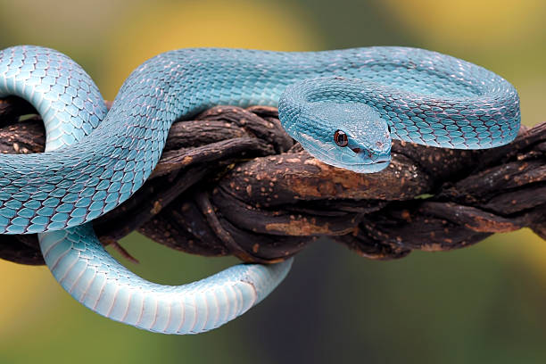 istock White-lipped pit viper in black background 2213559296