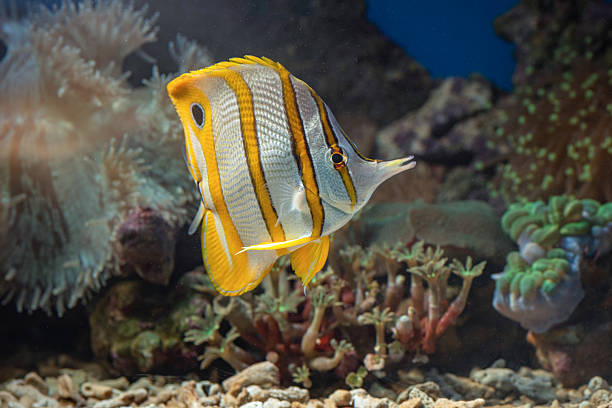 istock Marine fishes with beautiful corals 2213559305