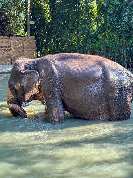 istock Asian gentle elephant cooling off in a pool washes itself in tropical waters 2213561189