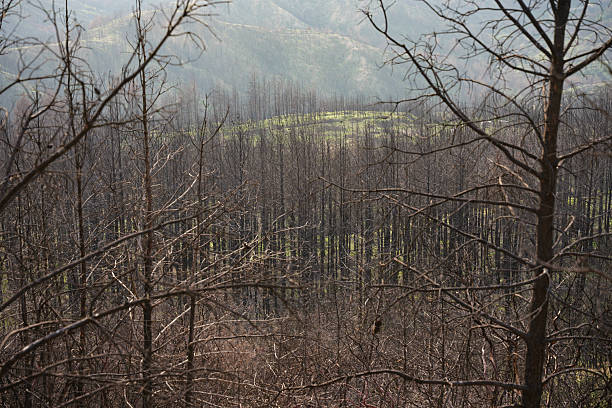 Burnt Forest in Gallipoli, Canakkale City, Turkiye