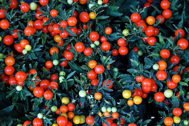 istock Winter Cherry Abundance 2213562663