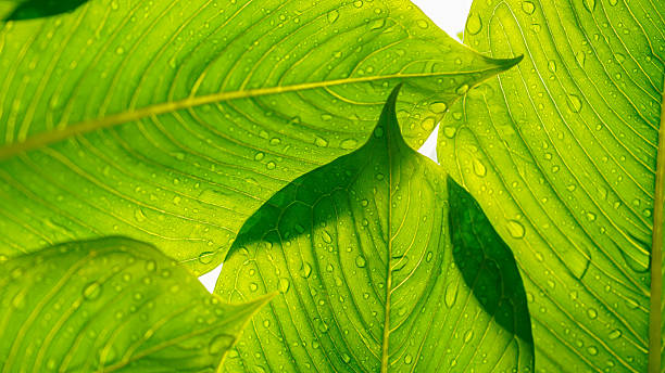 Close-up of water drops on green leaf.