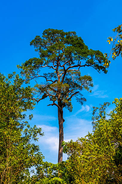 istock Huge old giant tree in tropical jungle blue sky Thailand. 2213567219