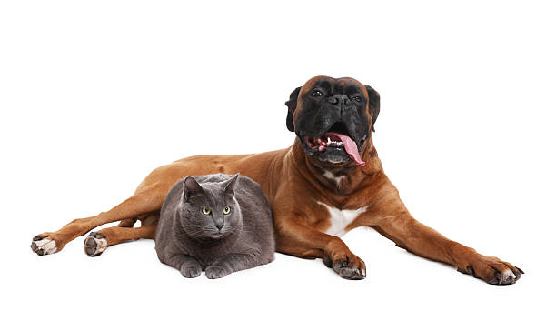 istock Cute dog and cat lying on white background 2213567950