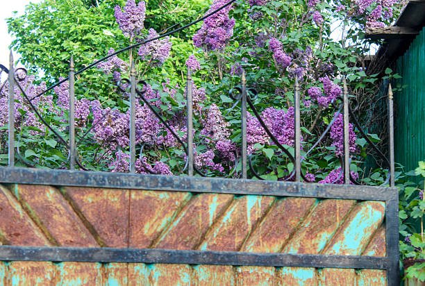 Lush purple lilacs hide behind a rusty metal fence.