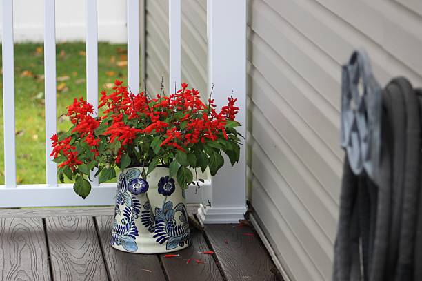 istock Red Salvias 2213570059