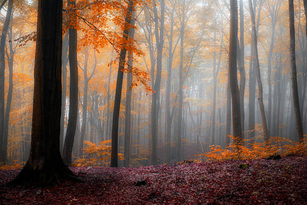Foggy morning in autumn forest