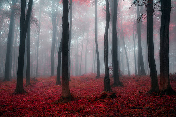 Foggy morning in autumn forest