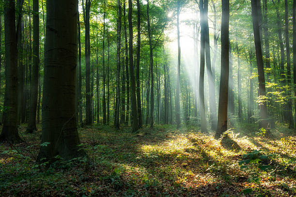 istock Beautiful sunrise in green forest 2213572325