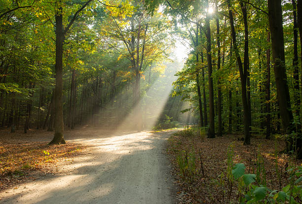 istock Beautiful sunrise in green forest 2213572326