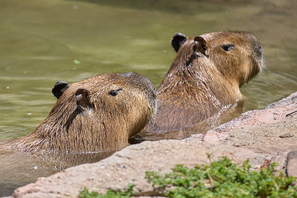istock Two capybaras swimming in a calm pond 2213575681