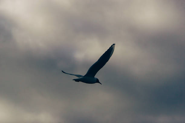 A bird flying against the sky
