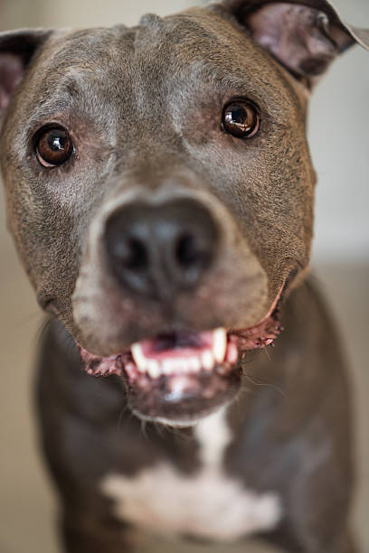 istock American Pit bull Terrier at home. Blue nose 2213578487