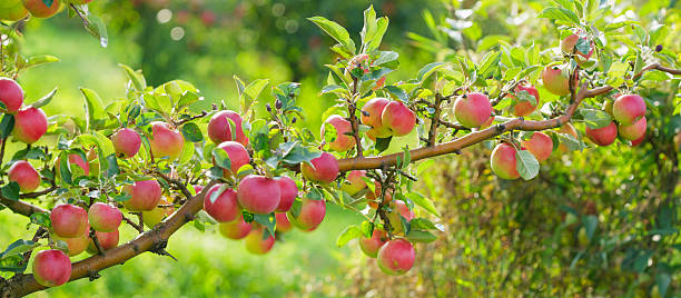 istock Ripe red apples hanging on tree in orchard garden 2213578580