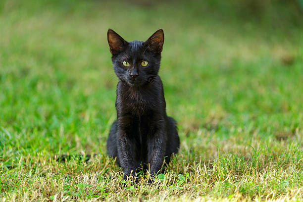 istock black kitten sitting in green grass 2213578592