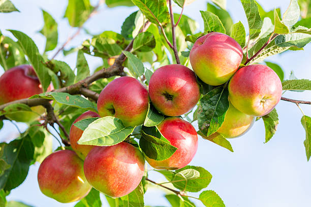 istock Ripe red apples hanging on tree in orchard garden 2213578604