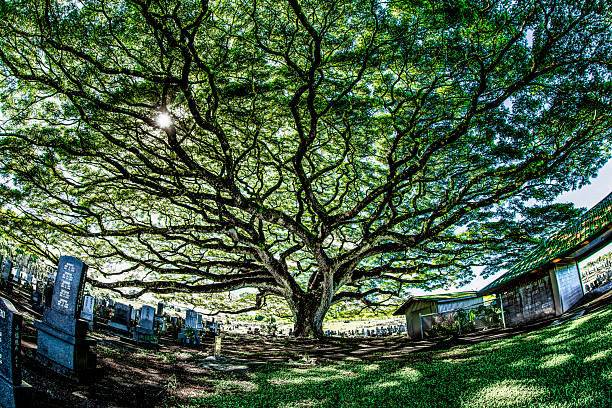 Monkey pod tree at Alae Cemetery in Hilo, Hawaii, super-wide-angle view showing how impressively huge the tree is, grave markers and picnic pavilion also appear in the photograph taken on a sunny afternoon.