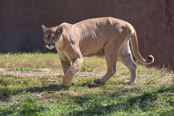 A powerful puma moves cautiously in a grassy enclosure with intense focus and alert posture