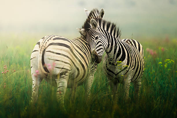 Steppenzebra / Burchell's zebra / Equus quagga burchellii