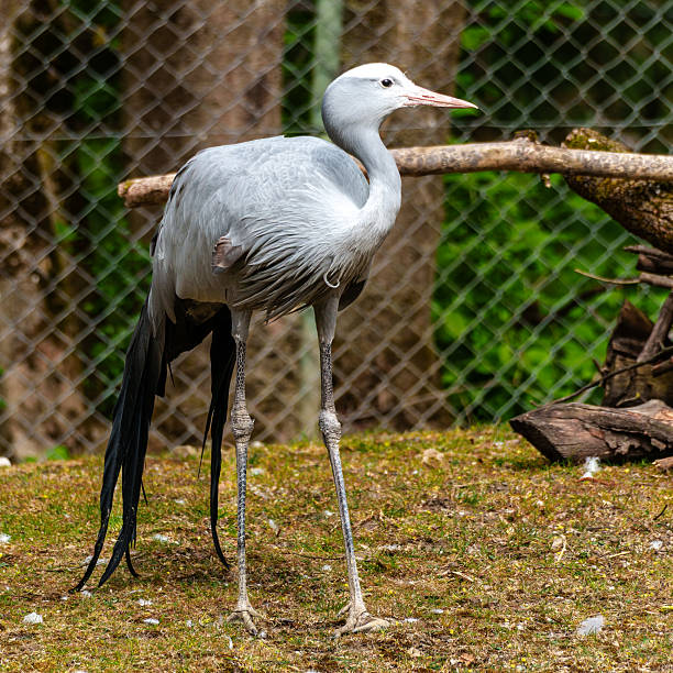 The Blue Crane, Grus paradisea, is an endangered bird specie endemic to Southern Africa. It is the national bird of South Africa