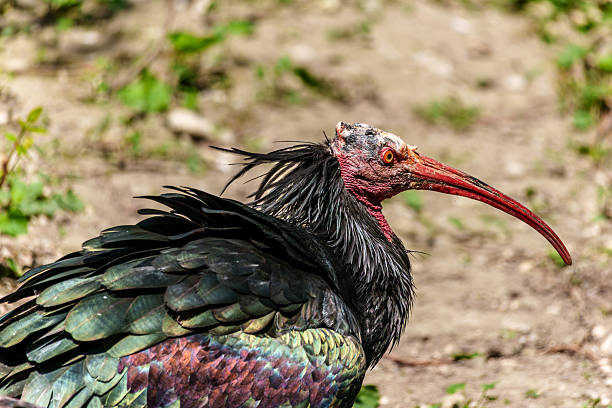 istock Northern Bald ibis, Geronticus eremita in a German park 2213581036