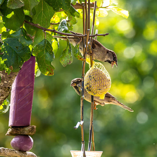 Fluffy house sparrow bird, Passer domesticus perched on bird feeder containing birdseed.