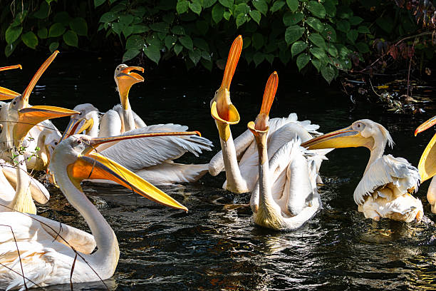 istock Great White Pelican, Pelecanus onocrotalus in a park 2213581102
