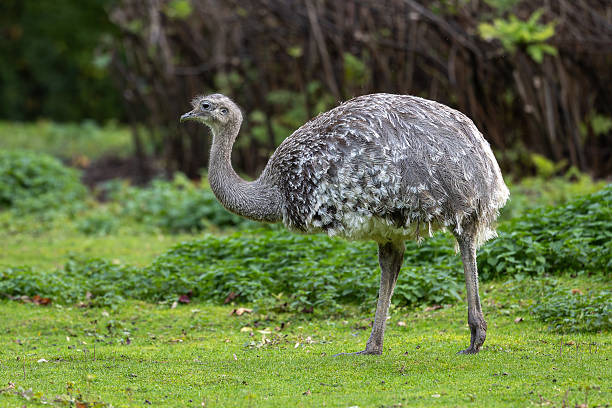 istock Darwin's rhea, Rhea pennata also known as the lesser rhea. 2213581112