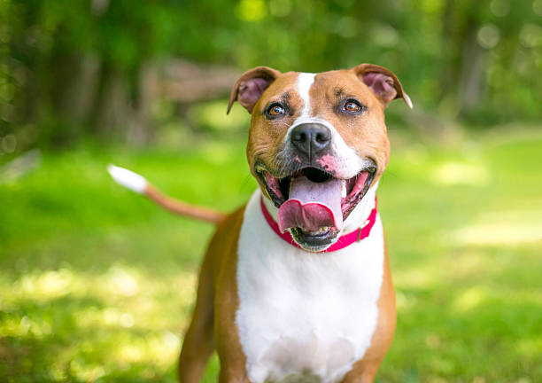 A happy Pit Bull Terrier mixed breed dog panting with a large tongue