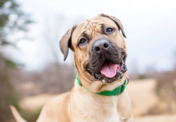 A Mastiff mixed breed dog looking at the camera with a head tilt and happy expression