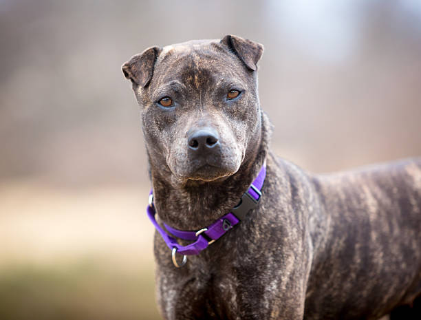 istock A Shar Pei x Pit Bull Terrier mixed breed dog 2213582264