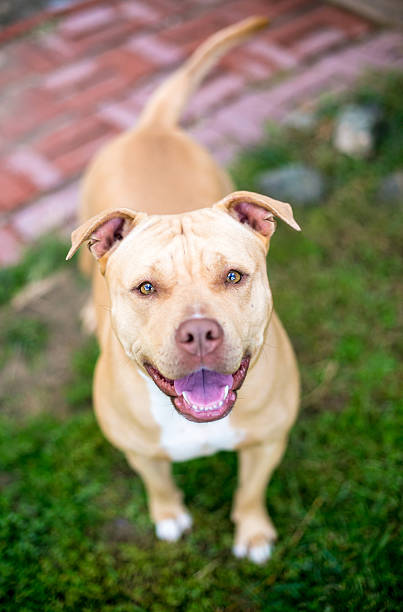 istock A happy Pit Bull Terrier mixed breed dog looking up 2213582292