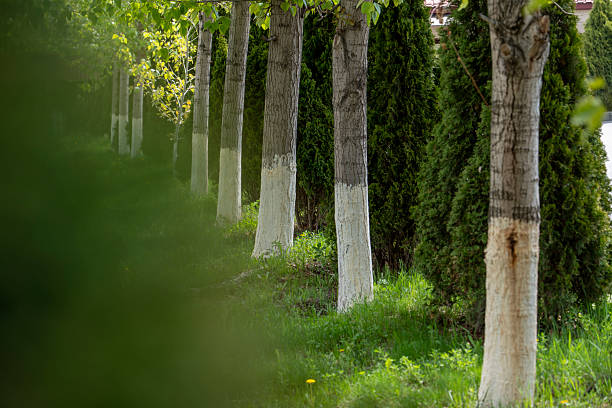 Spring well-kept garden, green garden