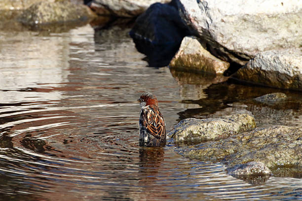 Sparrows bathe in a shallow pond surrounded by rocks.