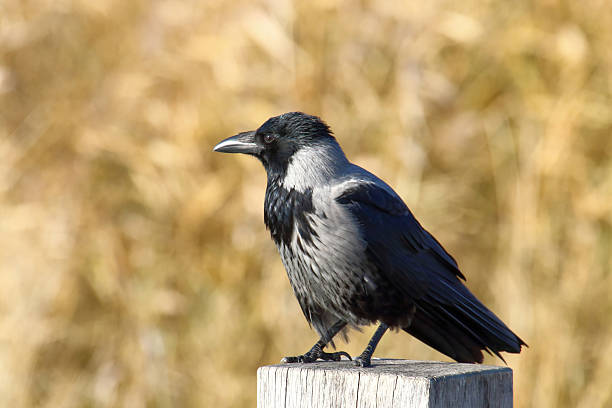 istock A hooded crow observes its surroundings. 2213584432