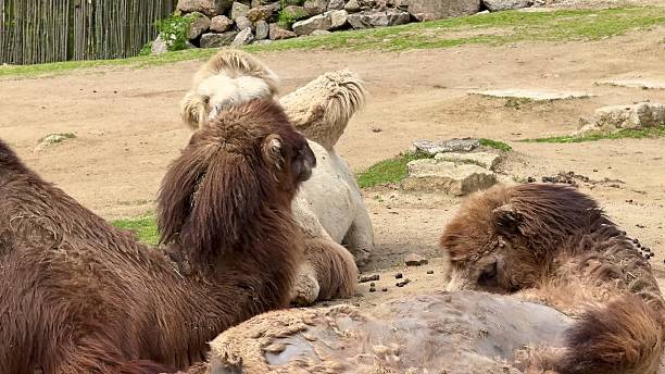istock A Curious Camel Engaging in Playful Interactions with Llamas in a Pastoral Setting 2213585425