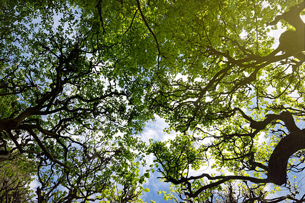istock Old green linden trees and spring blue sky 2213585442